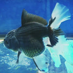 Live Fancy Goldfish Premium Select Our Choice MEDIUM SIZE BREED  PandaThai Oranda GROW UP TO 4-4.5'' BODY(CGF-045)