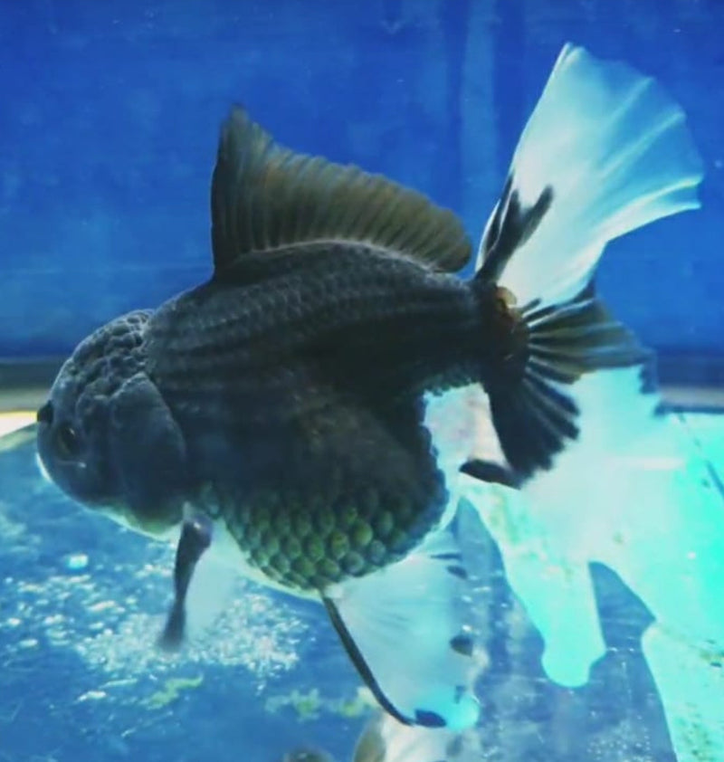 Live Fancy Goldfish Premium Select Our Choice MEDIUM SIZE BREED  PandaThai Oranda GROW UP TO 4-4.5'' BODY(CGF-045)