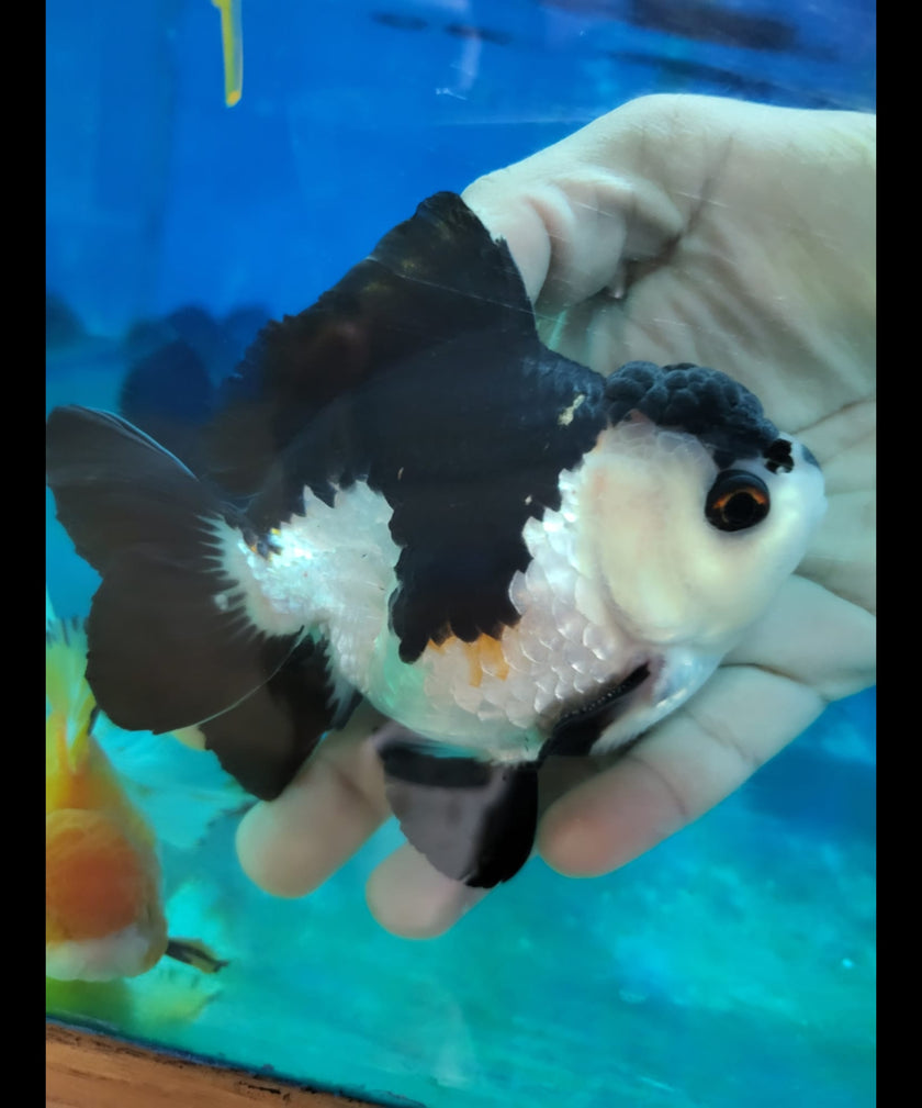 Premium Selected Thai Panda Oranda Tri Color Oranda | coastgemusa.com ...