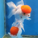 Live Fancy Goldfish Premium Select Our Choice Short Body SMALL BREED White Red Cap Thai Oranda GROW UP TO 2.5-3.5'' BODY(CGF-032)