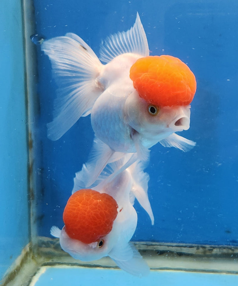 Live Fancy Goldfish Premium Select Our Choice Short Body SMALL BREED White Red Cap Thai Oranda GROW UP TO 2.5-3.5'' BODY(CGF-032)