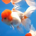 Live Fancy Goldfish Premium Select Our Choice Short Body SMALL BREED White Red Cap Thai Oranda GROW UP TO 2.5-3.5'' BODY(CGF-032)