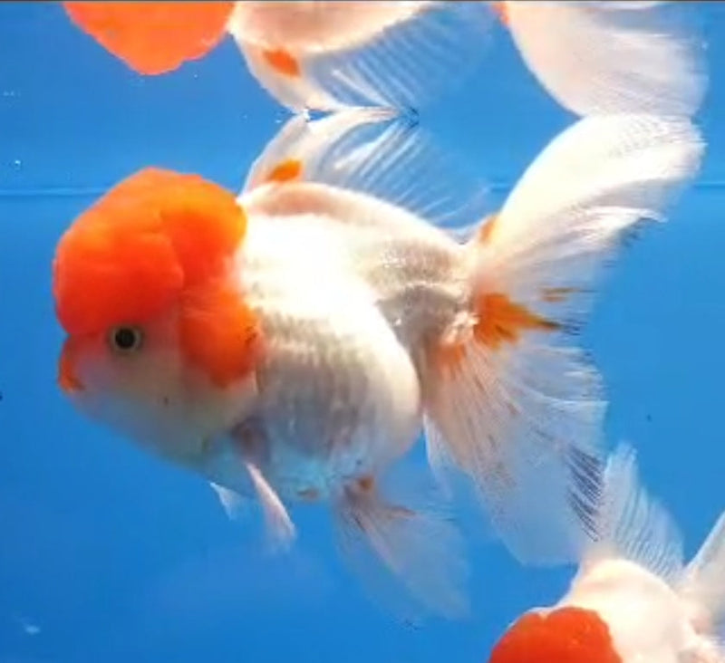 Live Fancy Goldfish Premium Select Our Choice Short Body SMALL BREED White Red Cap Thai Oranda GROW UP TO 2.5-3.5'' BODY(CGF-032)