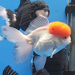 Live Fancy Goldfish Premium Select Our Choice Short Body SMALL BREED White Red Cap Thai Oranda GROW UP TO 2.5-3.5'' BODY(CGF-032)