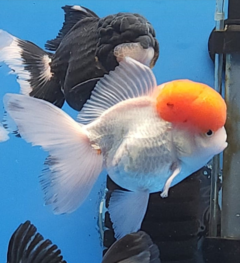 Live Fancy Goldfish Premium Select Our Choice Short Body SMALL BREED White Red Cap Thai Oranda GROW UP TO 2.5-3.5'' BODY(CGF-032)