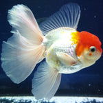 Live Fancy Goldfish Premium Select Our Choice MEDIUM SIZE BREED  White Red Cap Oranda GROW UP TO 4-4.5'' BODY(CGF-046)