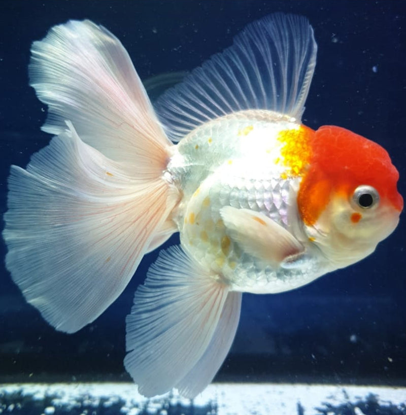 Live Fancy Goldfish Premium Select Our Choice MEDIUM SIZE BREED  White Red Cap Oranda GROW UP TO 4-4.5'' BODY(CGF-046)