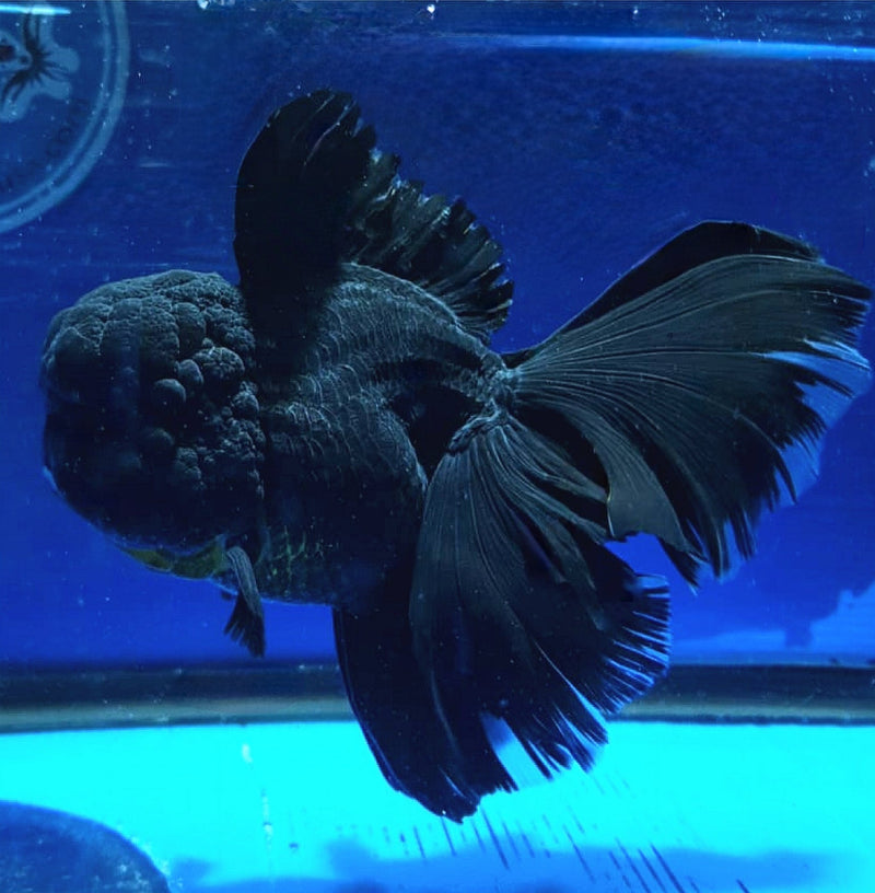 Live Fancy Goldfish Premium Select Our Choice MEDIUM SIZE BREED  SUPER Black Color Thai Oranda GROW UP TO 4-4.5'' BODY(CGF-041)