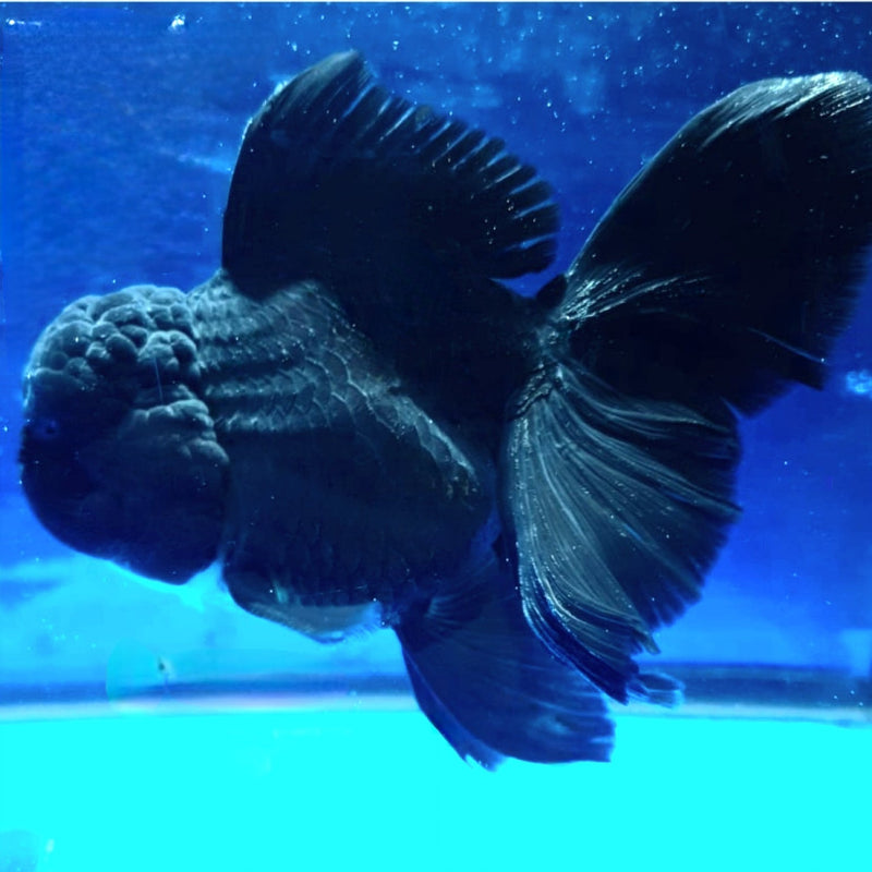 Live Fancy Goldfish Premium Select Our Choice MEDIUM SIZE BREED  SUPER Black Color Thai Oranda GROW UP TO 4-4.5'' BODY(CGF-041)