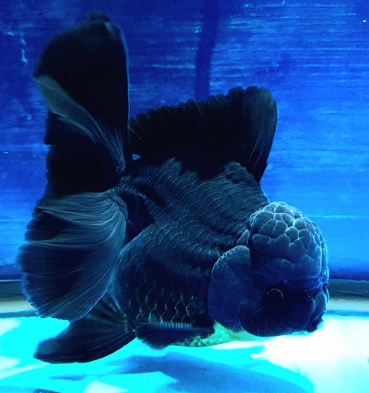 Live Fancy Goldfish Premium Select Our Choice MEDIUM SIZE BREED  SUPER Black Color Thai Oranda GROW UP TO 4-4.5'' BODY(CGF-041)