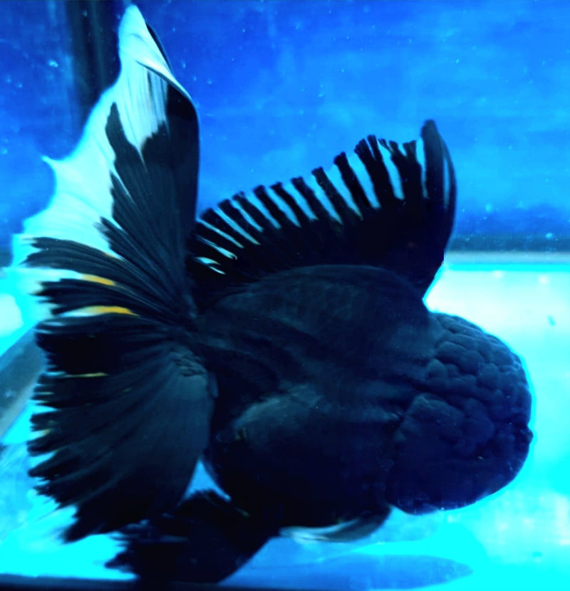 Live Fancy Goldfish Premium Select Our Choice MEDIUM SIZE BREED  SUPER Black Color Thai Oranda GROW UP TO 4-4.5'' BODY(CGF-041)