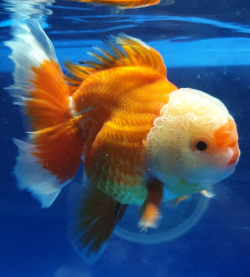 Live Fancy Goldfish Premium Select Our Choice MEDIUM SIZE BREED  Red/White Color Thai Oranda GROW UP TO 4-4.5'' BODY(CGF-039)