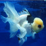 Live Fancy Goldfish Premium Select Our Choice MEDIUM SIZE BREED  PandaThai Oranda GROW UP TO 4-4.5'' BODY(CGF-045)