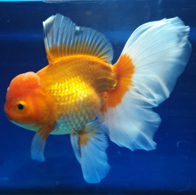 Live Fancy Goldfish Premium Select Our Choice MEDIUM SIZE BREED  Red/White Color Thai Oranda GROW UP TO 4-4.5'' BODY(CGF-039)