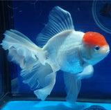 Live Fancy Goldfish Premium Select Our Choice MEDIUM SIZE BREED  White Red Cap Oranda GROW UP TO 4-4.5'' BODY(CGF-046)