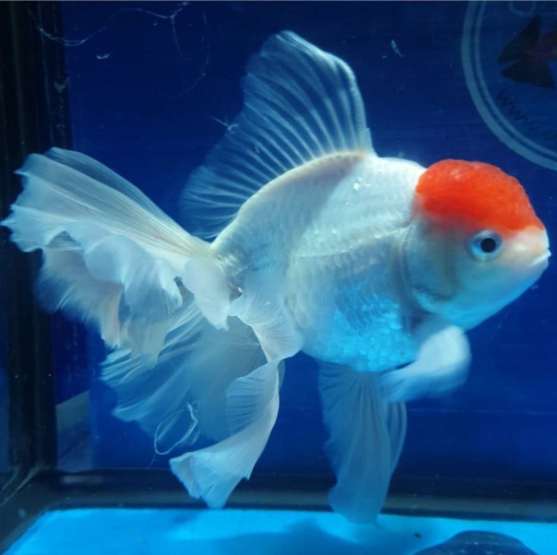 Live Fancy Goldfish Premium Select Our Choice MEDIUM SIZE BREED  White Red Cap Oranda GROW UP TO 4-4.5'' BODY(CGF-046)