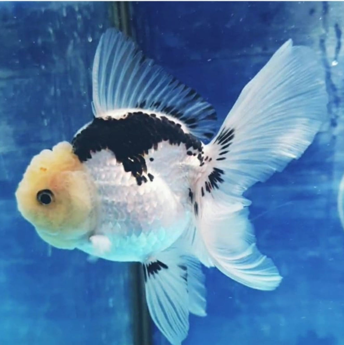 Live Fancy Goldfish Premium Select Our Choice MEDIUM SIZE BREED  PandaThai Oranda GROW UP TO 4-4.5'' BODY(CGF-045)