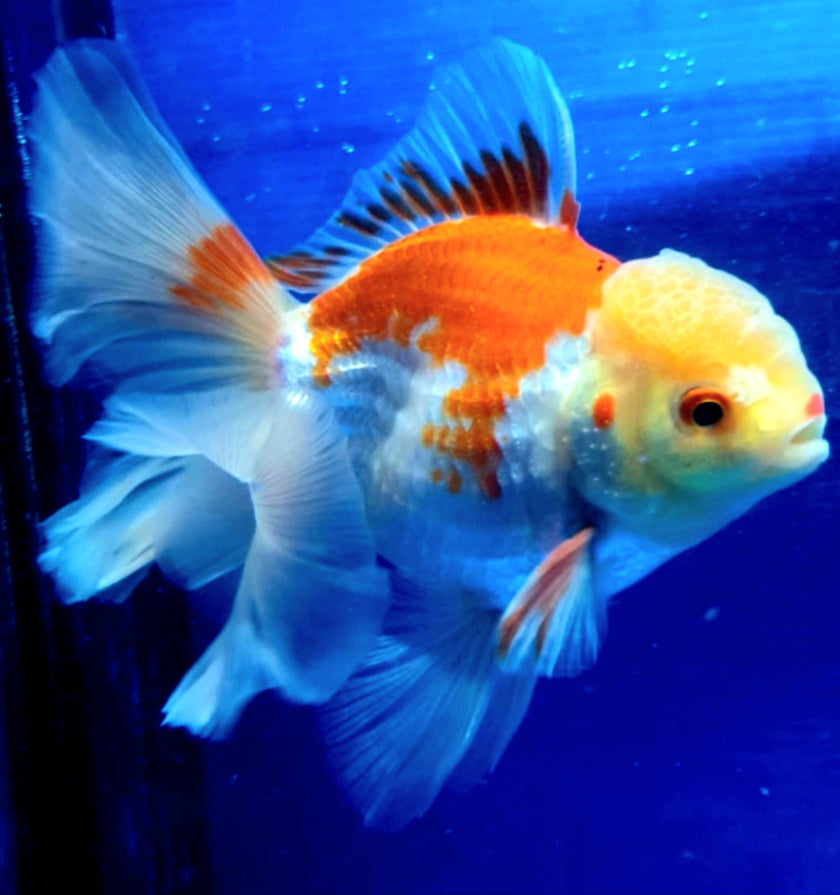 Live Fancy Goldfish Premium Select Our Choice MEDIUM SIZE BREED  Red/White Color Thai Oranda GROW UP TO 4-4.5'' BODY(CGF-039)