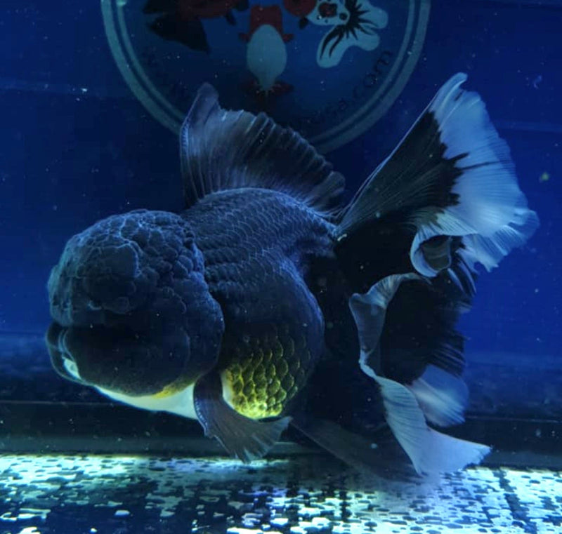 Live Fancy Goldfish Premium Select Our Choice MEDIUM SIZE BREED  SUPER Black Color Thai Oranda GROW UP TO 4-4.5'' BODY(CGF-041)