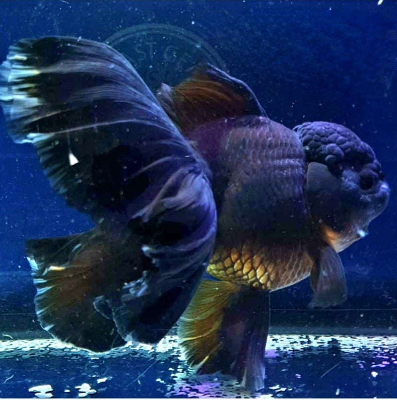 Live Fancy Goldfish Premium Select Our Choice MEDIUM SIZE BREED  SUPER Black Color Thai Oranda GROW UP TO 4-4.5'' BODY(CGF-041)
