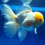 Live Fancy Goldfish Premium Select Our Choice MEDIUM SIZE BREED  White Thai Oranda GROW UP TO 4-4.5'' BODY(CGF-043)