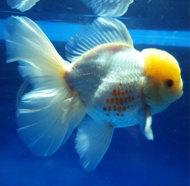 Live Fancy Goldfish Premium Select Our Choice MEDIUM SIZE BREED  White Thai Oranda GROW UP TO 4-4.5'' BODY(CGF-043)