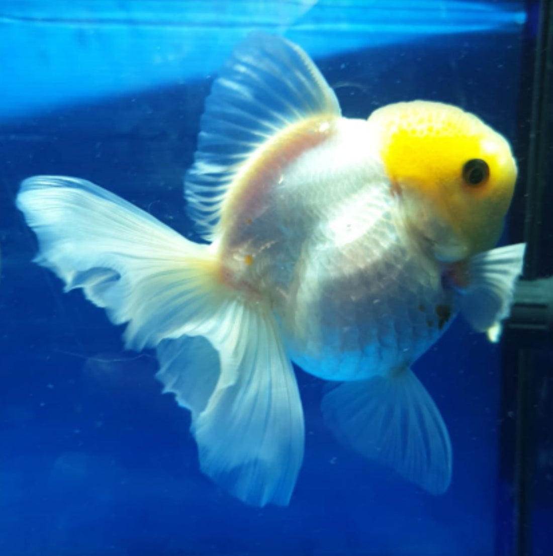 Live Fancy Goldfish Premium Select Our Choice MEDIUM SIZE BREED  White Thai Oranda GROW UP TO 4-4.5'' BODY(CGF-043)