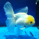 Live Fancy Goldfish Premium Select Our Choice MEDIUM SIZE BREED  White Thai Oranda GROW UP TO 4-4.5'' BODY(CGF-043)