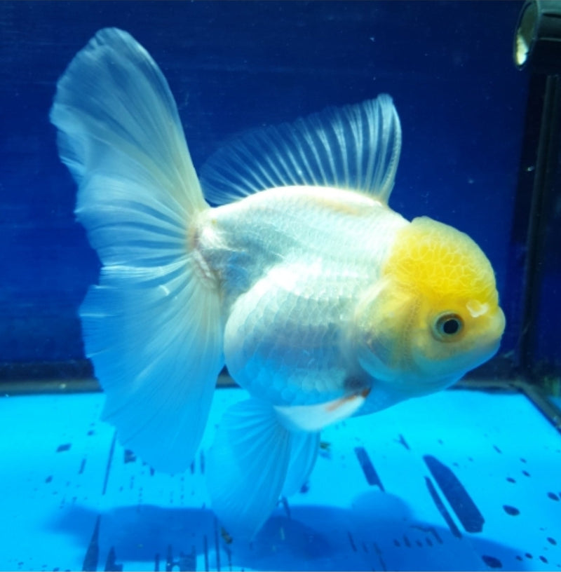 Live Fancy Goldfish Premium Select Our Choice MEDIUM SIZE BREED  White Thai Oranda GROW UP TO 4-4.5'' BODY(CGF-043)