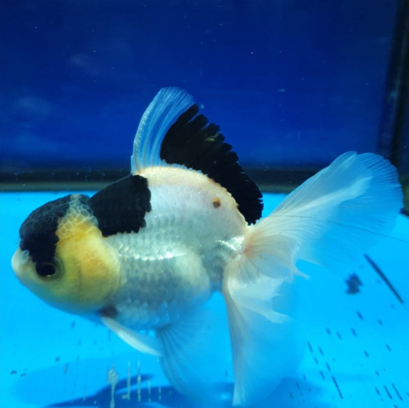 Live Fancy Goldfish Premium Select Our Choice MEDIUM SIZE BREED  PandaThai Oranda GROW UP TO 4-4.5'' BODY(CGF-045)
