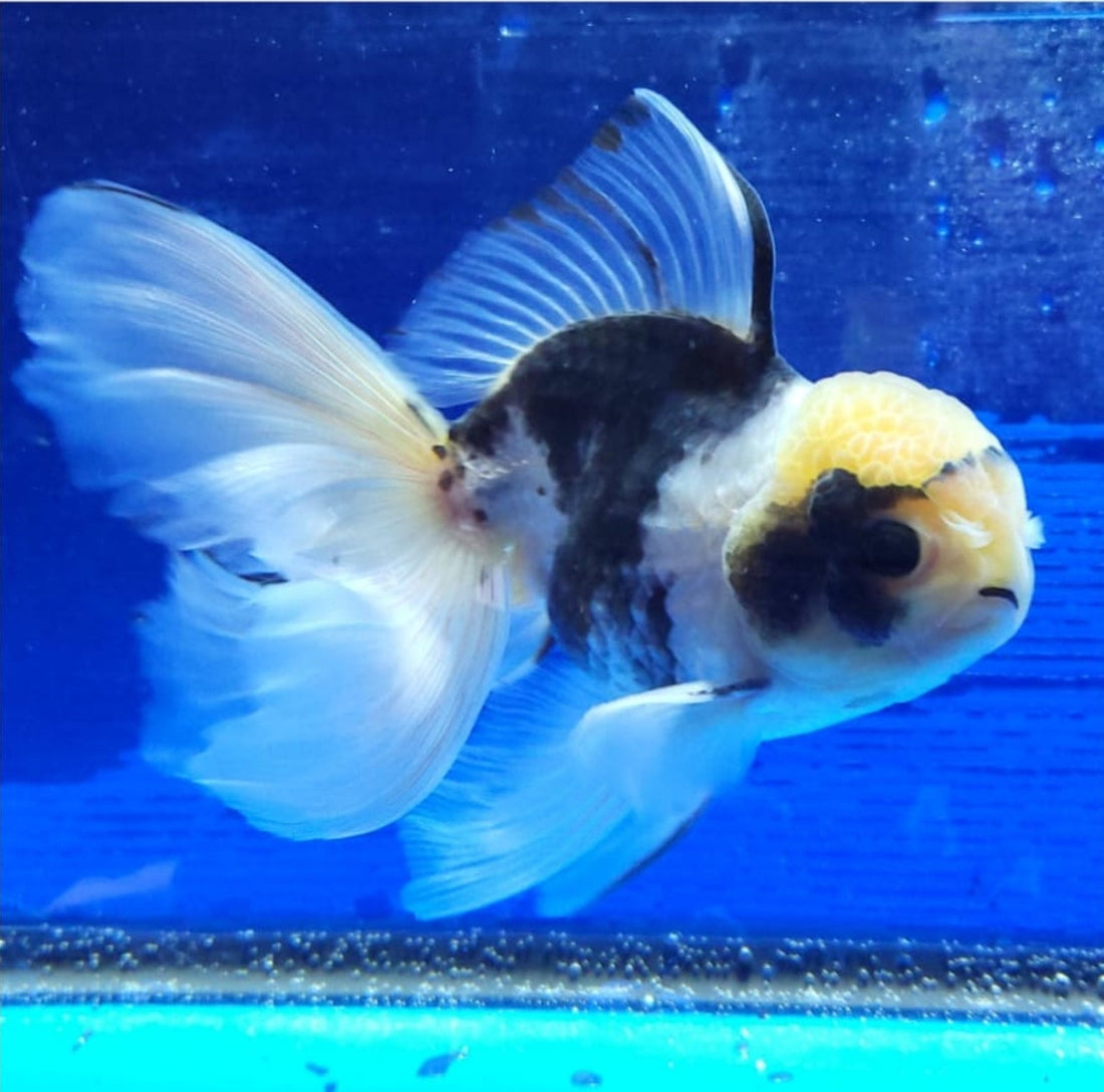 Live Fancy Goldfish Premium Select Our Choice MEDIUM SIZE BREED  PandaThai Oranda GROW UP TO 4-4.5'' BODY(CGF-045)