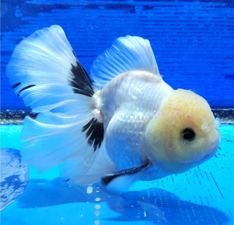 Live Fancy Goldfish Premium Select Our Choice MEDIUM SIZE BREED  PandaThai Oranda GROW UP TO 4-4.5'' BODY(CGF-045)