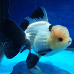 Live Fancy Goldfish Premium Select Our Choice MEDIUM SIZE BREED  PandaThai Oranda GROW UP TO 4-4.5'' BODY(CGF-045)