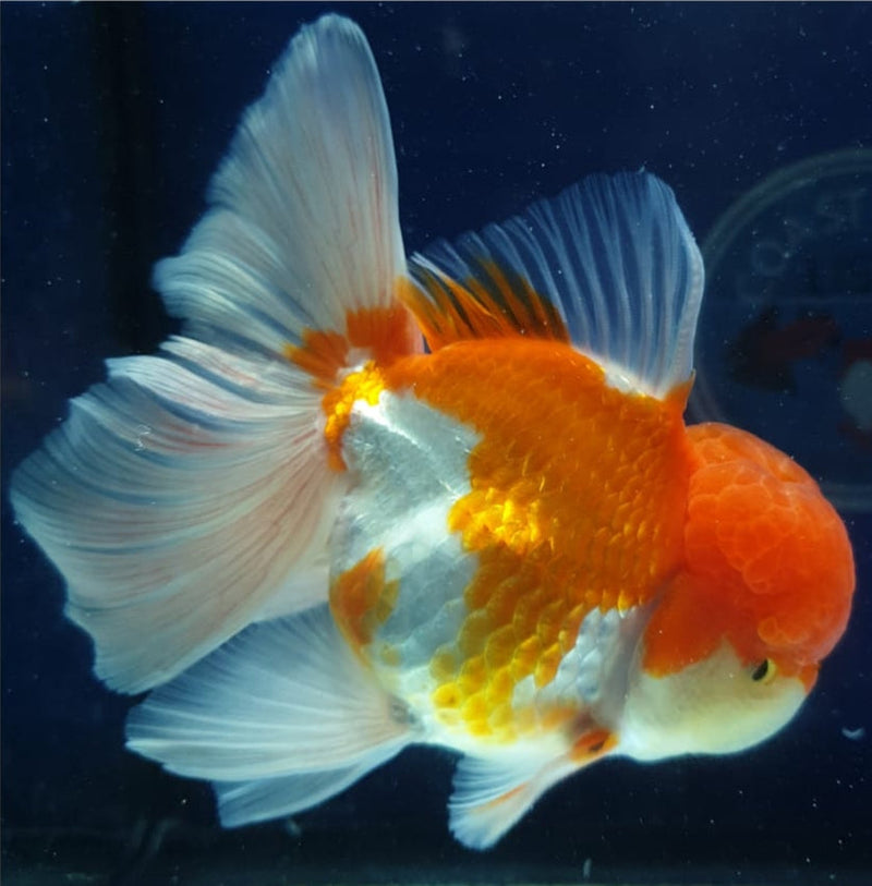 Live Fancy Goldfish Premium Select Our Choice MEDIUM SIZE BREED  Red/White Color Thai Oranda GROW UP TO 4-4.5'' BODY(CGF-039)
