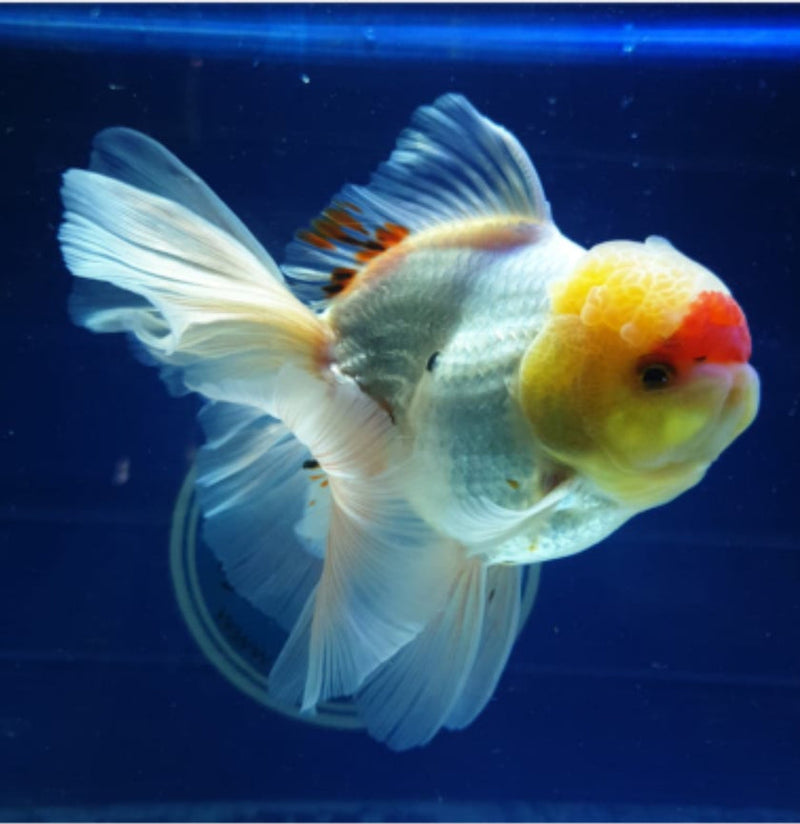 Live Fancy Goldfish Premium Select Our Choice MEDIUM SIZE BREED  Red/White Color Thai Oranda GROW UP TO 4-4.5'' BODY(CGF-039)
