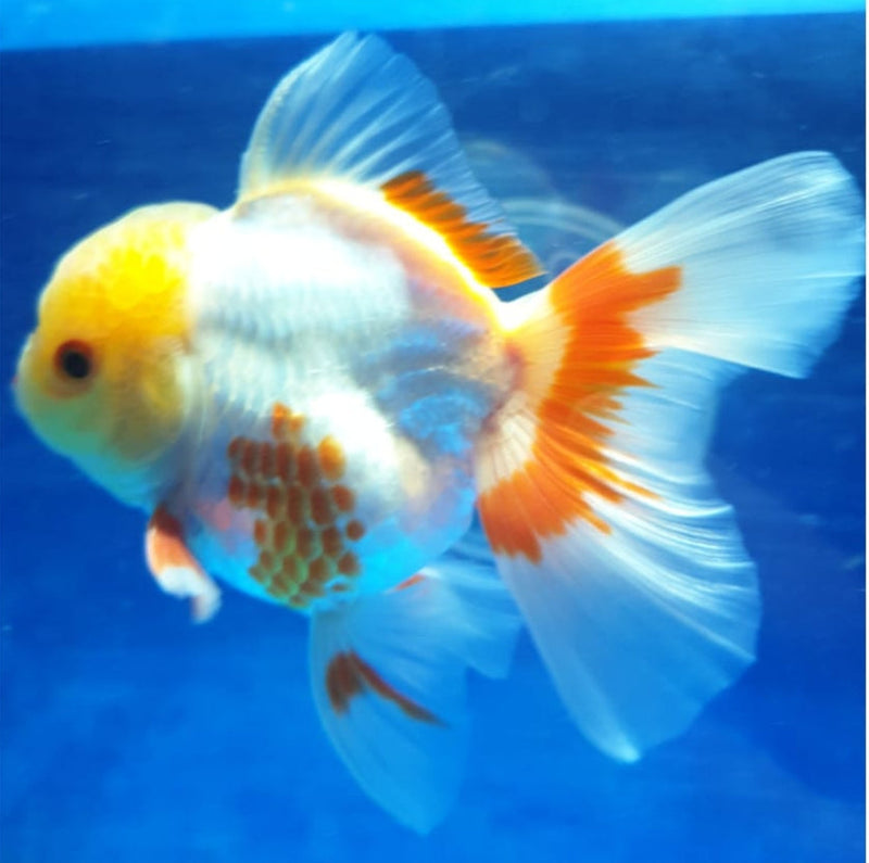 Live Fancy Goldfish Premium Select Our Choice MEDIUM SIZE BREED  Red/White Color Thai Oranda GROW UP TO 4-4.5'' BODY(CGF-039)