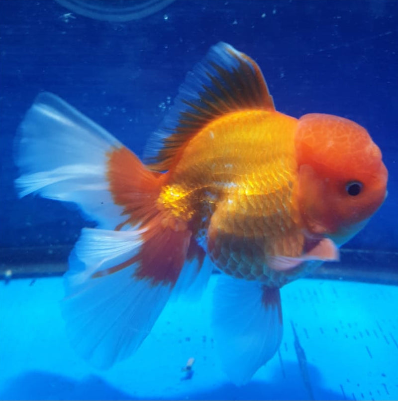 Live Fancy Goldfish Premium Select Our Choice MEDIUM SIZE BREED  Red/White Color Thai Oranda GROW UP TO 4-4.5'' BODY(CGF-039)