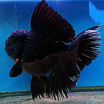 Live Fancy Goldfish Premium Select Our Choice Giant BREED Giant Super Black/Jet Black mix Thai Oranda GROW UP TO 5.5-7'' BODY(CGF-055)