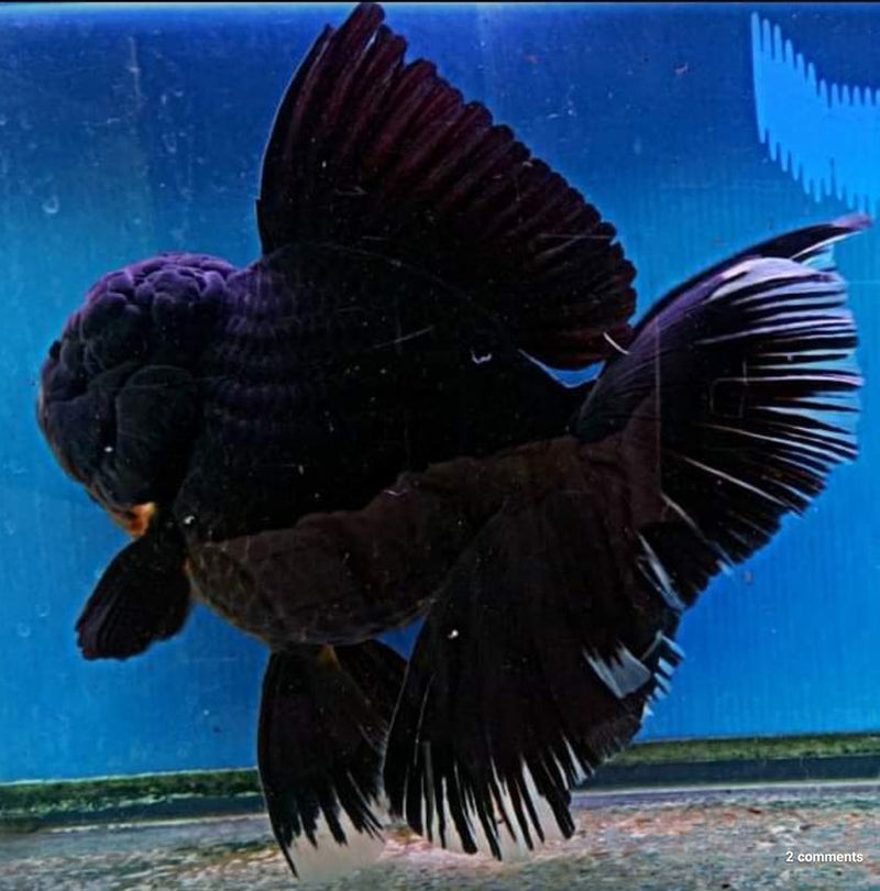 Live Fancy Goldfish Premium Select Our Choice Giant BREED Giant Super Black/Jet Black mix Thai Oranda GROW UP TO 5.5-7'' BODY(CGF-055)