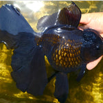 Live Fancy Goldfish Premium Select Our Choice Giant BREED Giant Super Black/Jet Black mix Thai Oranda GROW UP TO 5.5-7'' BODY(CGF-055)