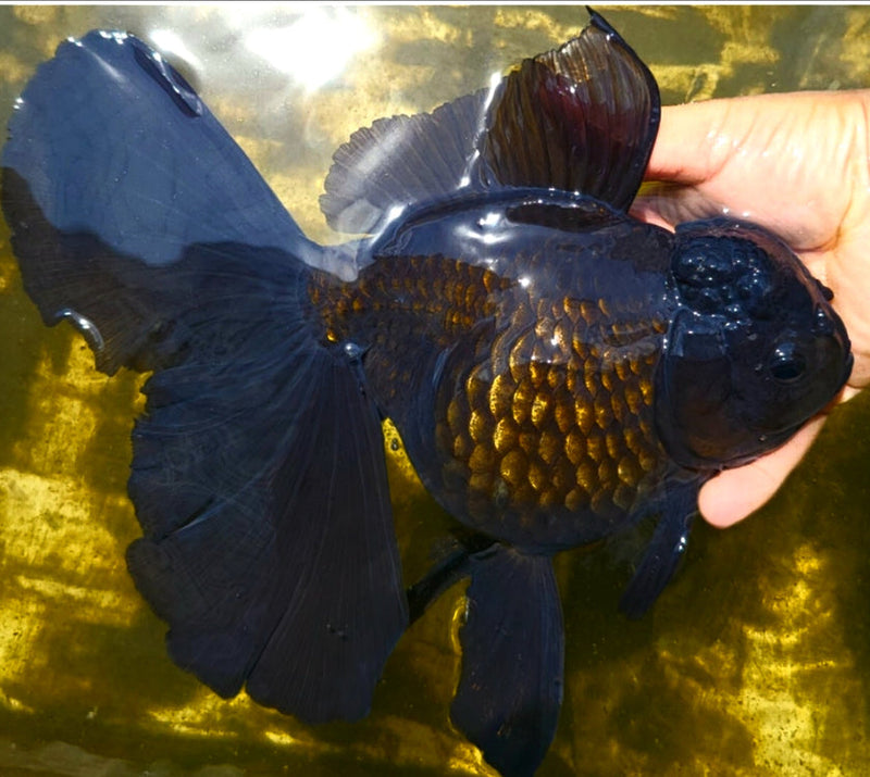 Live Fancy Goldfish Premium Select Our Choice Giant BREED Giant Super Black/Jet Black mix Thai Oranda GROW UP TO 5.5-7'' BODY(CGF-055)