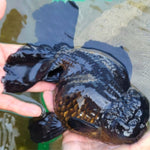 Live Fancy Goldfish Premium Select Our Choice Giant BREED Giant Super Black/Jet Black mix Thai Oranda GROW UP TO 5.5-7'' BODY(CGF-055)