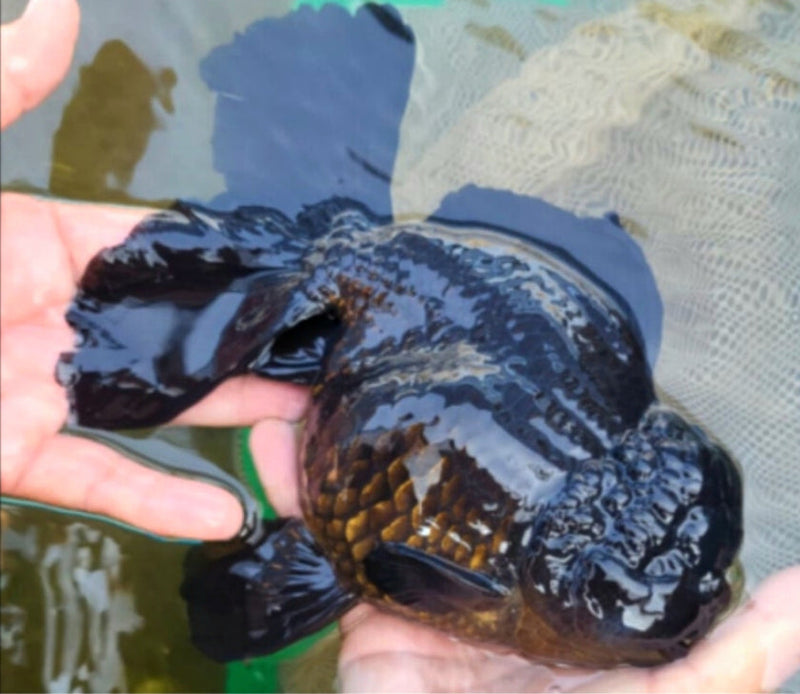 Live Fancy Goldfish Premium Select Our Choice Giant BREED Giant Super Black/Jet Black mix Thai Oranda GROW UP TO 5.5-7'' BODY(CGF-055)