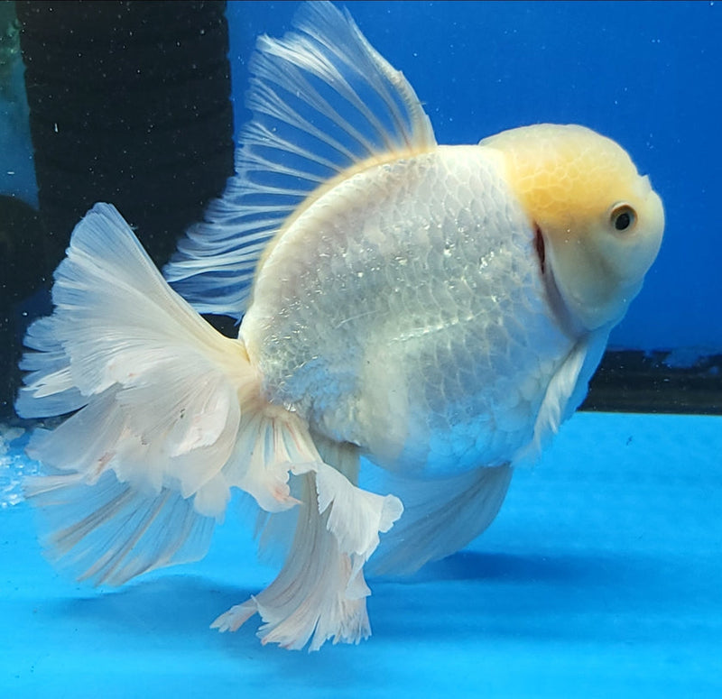 Live Fancy Goldfish Premium Select Our Choice Giant BREED Giant Super White Thai Oranda GROW UP TO 5.5-7'' BODY(CGF-057)