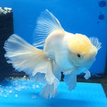 Live Fancy Goldfish Premium Select Our Choice Giant BREED Giant Super White Thai Oranda GROW UP TO 5.5-7'' BODY(CGF-057)