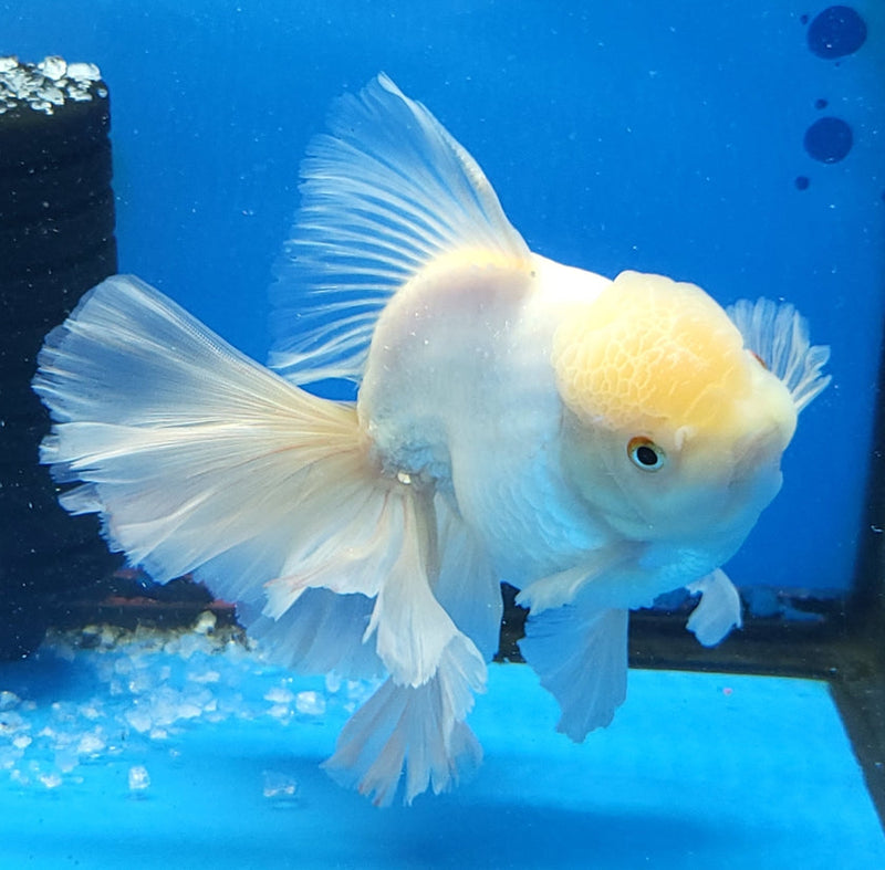 Live Fancy Goldfish Premium Select Our Choice Giant BREED Giant Super White Thai Oranda GROW UP TO 5.5-7'' BODY(CGF-057)