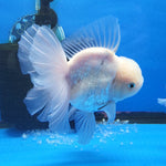 Live Fancy Goldfish Premium Select Our Choice Giant BREED Giant Super White Thai Oranda GROW UP TO 5.5-7'' BODY(CGF-057)