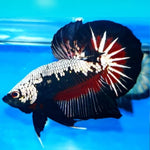 Premium Plakat Male Betta Samurai, Mamba Our Choice (CBM-1043)