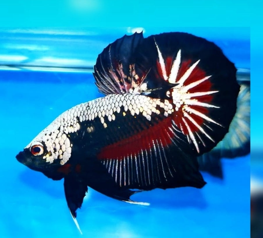 Premium Plakat Male Betta Samurai, Mamba Our Choice (CBM-1043)