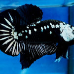Premium Plakat Male Betta Samurai, Mamba Our Choice (CBM-1043)
